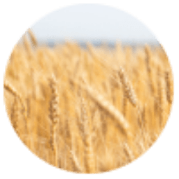 Minnesota Association Of Wheat Growers