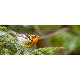 Kentucky Natural Lands Trust, Inc.